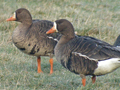 Greenland White-fronted Goose